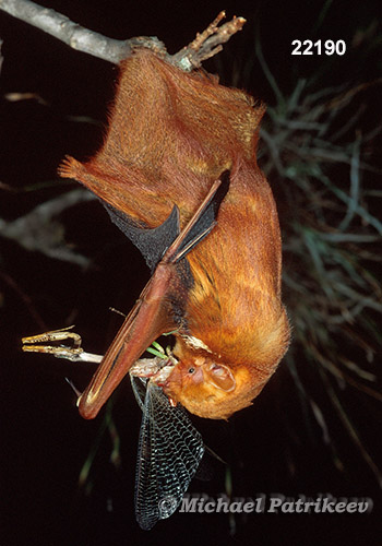 Eastern Red Bat (Lasiurus borealis)